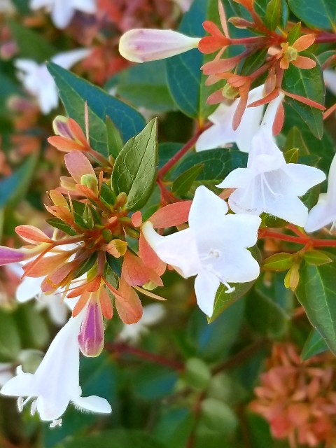 f:id:psa3103:20221026122128j:image