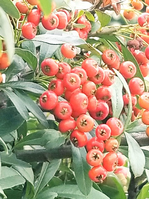 f:id:psa3103:20221028000936j:image