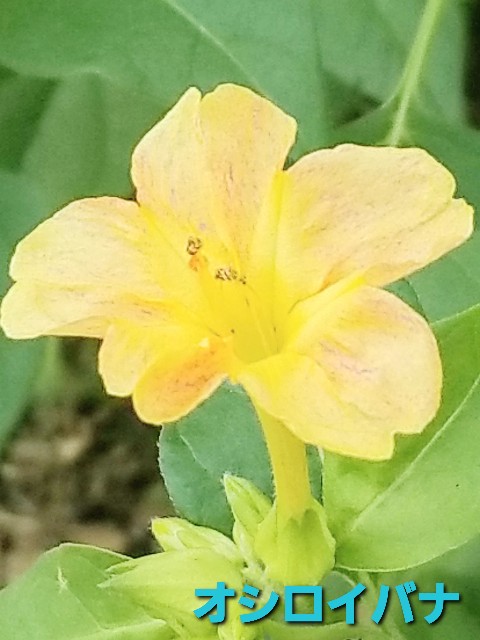 f:id:psa3103:20221028001104j:image