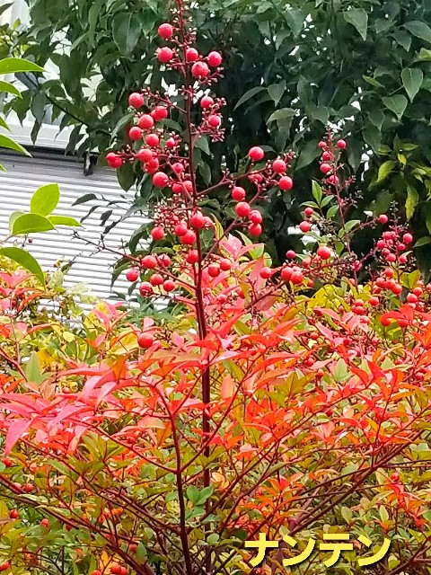 f:id:psa3103:20221126122633j:image f:id:psa3103:20221126122633j:image