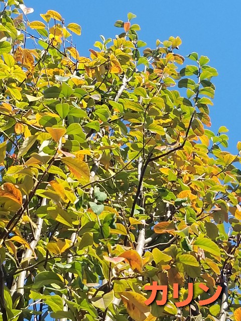 f:id:psa3103:20221209123343j:image