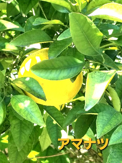 f:id:psa3103:20221209123401j:image