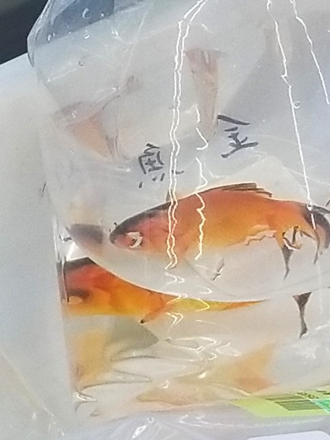 f:id:psa3103:20221209194301j:image f:id:psa3103:20221209194301j:image