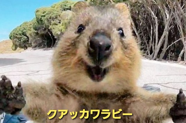 f:id:psa3103:20221217220736j:image