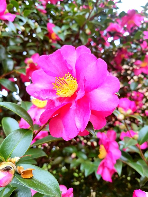 f:id:psa3103:20221221164625j:image