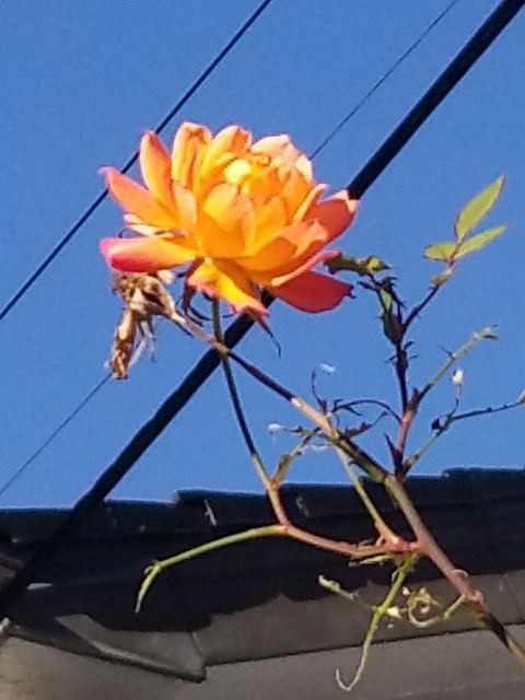 f:id:psa3103:20230105125316j:image