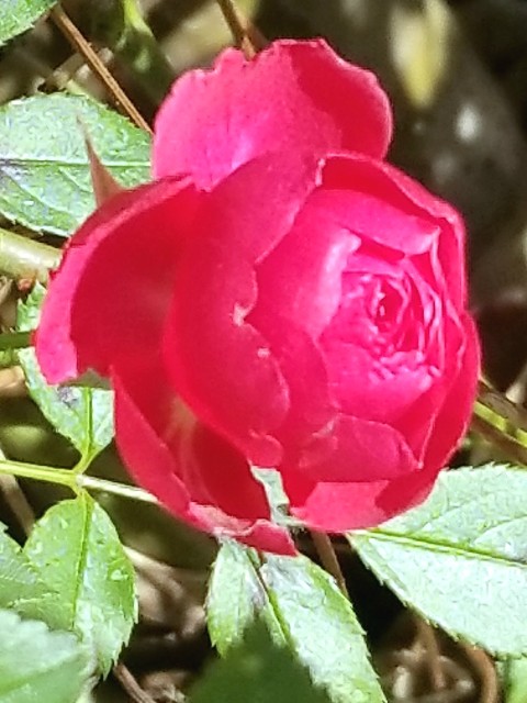 f:id:psa3103:20230105125345j:image