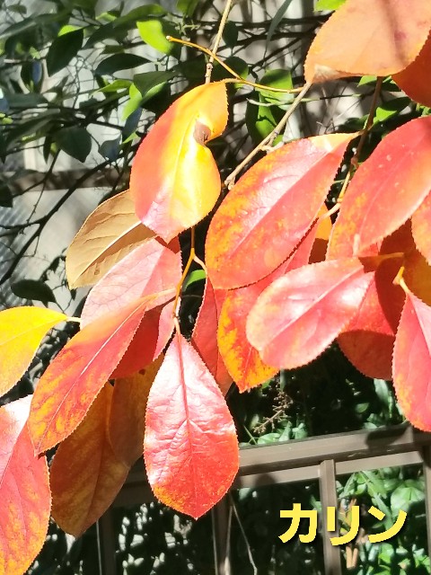 f:id:psa3103:20230105125427j:image