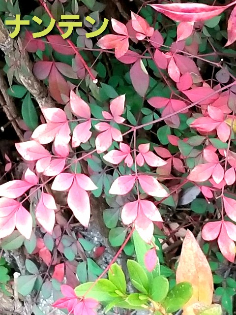 f:id:psa3103:20230114173916j:image