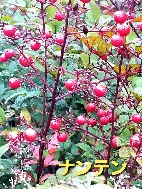 f:id:psa3103:20230114173938j:image