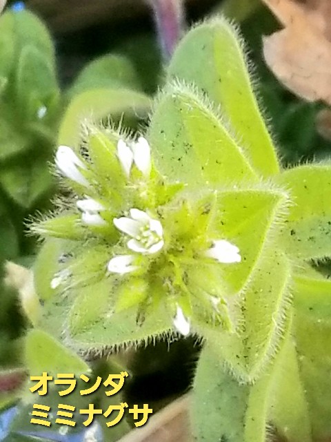 f:id:psa3103:20230128184448j:image