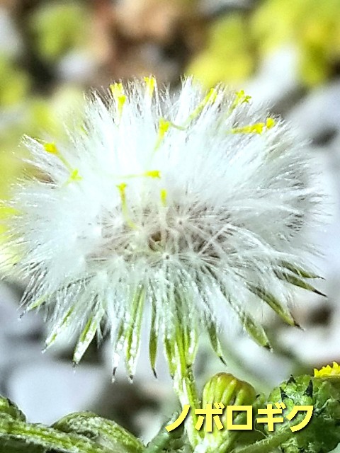 f:id:psa3103:20230128184532j:image