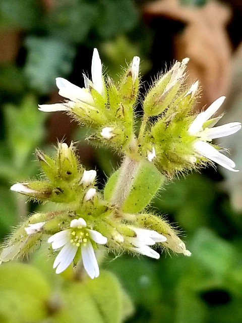 f:id:psa3103:20230206215834j:image