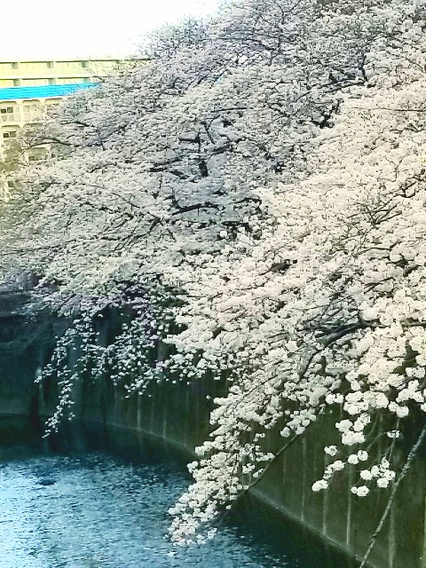 f:id:psa3103:20230322225318j:image