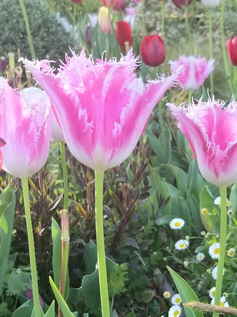 f:id:psa3103:20230411170612j:image
