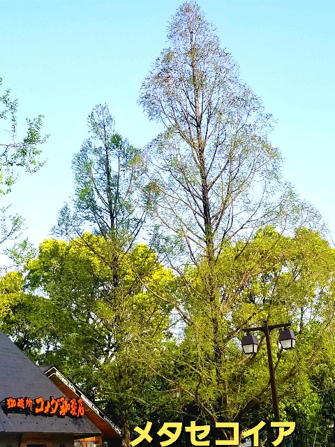 f:id:psa3103:20230411170838j:image