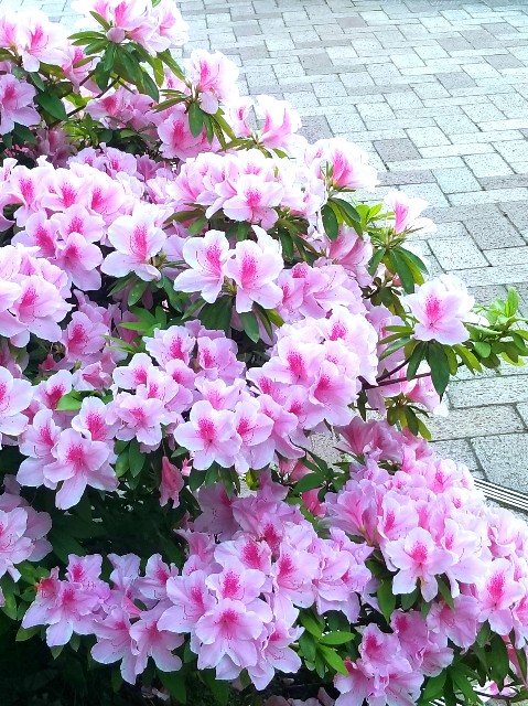 f:id:psa3103:20230419185914j:image f:id:psa3103:20230419185914j:image