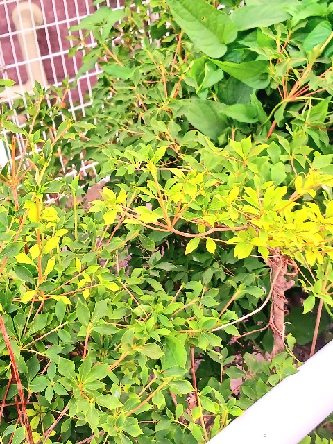 f:id:psa3103:20230718192029j:image