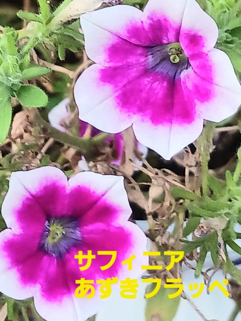 f:id:psa3103:20230812201957j:image