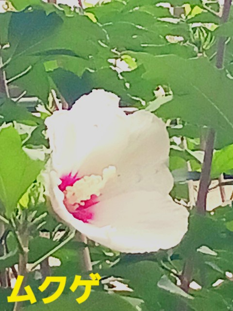 f:id:psa3103:20230813185704j:image