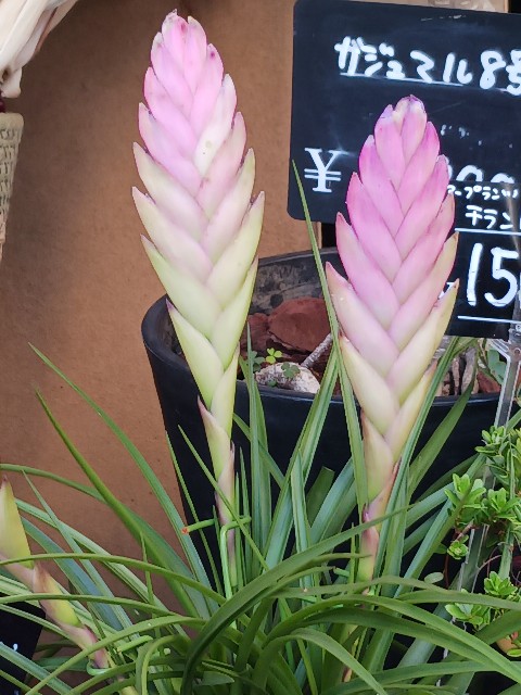 f:id:psa3103:20231006185339j:image