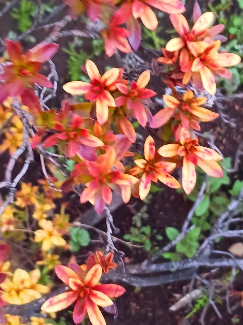 f:id:psa3103:20240316024747j:image