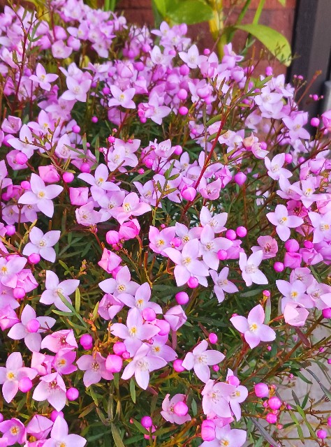 f:id:psa3103:20240318175320j:image