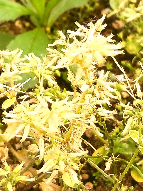 f:id:psa3103:20240607222912j:image f:id:psa3103:20240607222912j:image