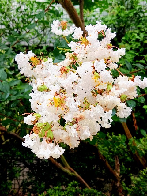 f:id:psa3103:20240714190257j:image