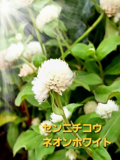 f:id:psa3103:20240724202027j:image