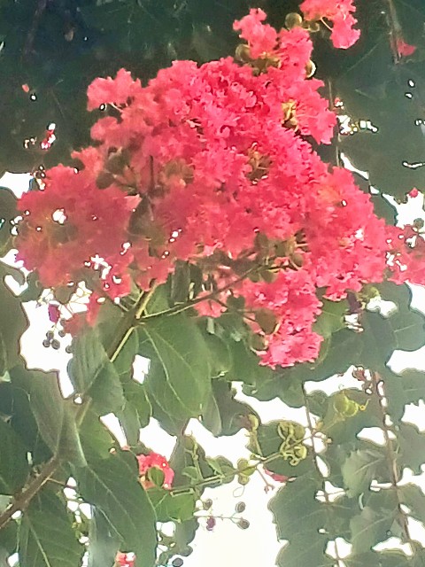 f:id:psa3103:20240810214740j:image