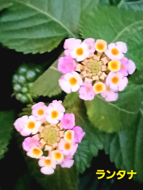 f:id:psa3103:20240921210719j:image