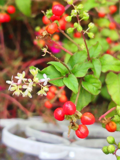 f:id:psa3103:20241008225537j:image