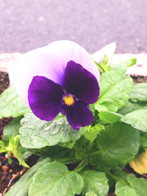 f:id:psa3103:20241031233643j:image
