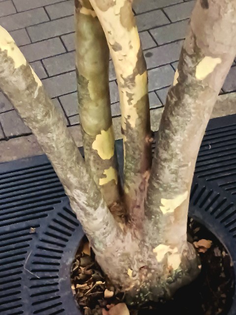 f:id:psa3103:20241031233702j:image