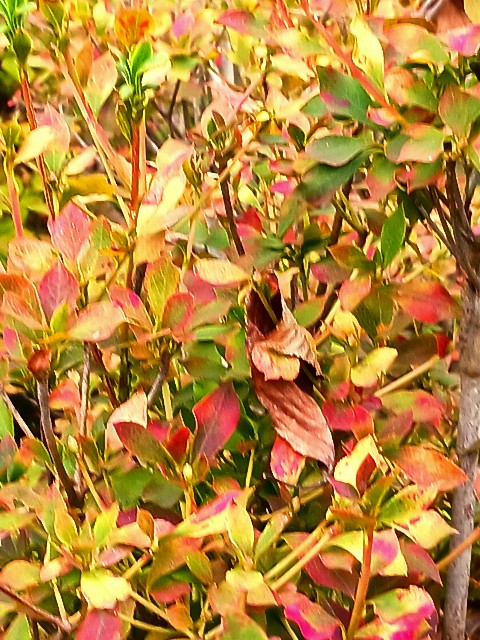 f:id:psa3103:20241107173656j:image