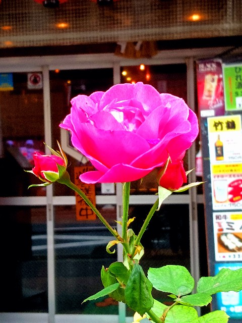 f:id:psa3103:20241205171425j:image