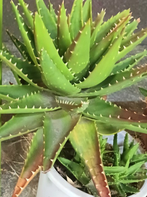 f:id:psa3103:20250226073241j:image