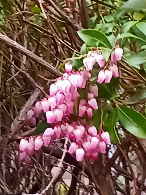 f:id:psa3103:20250301180803j:image