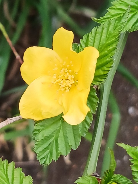 f:id:psa3103:20250412233830j:image