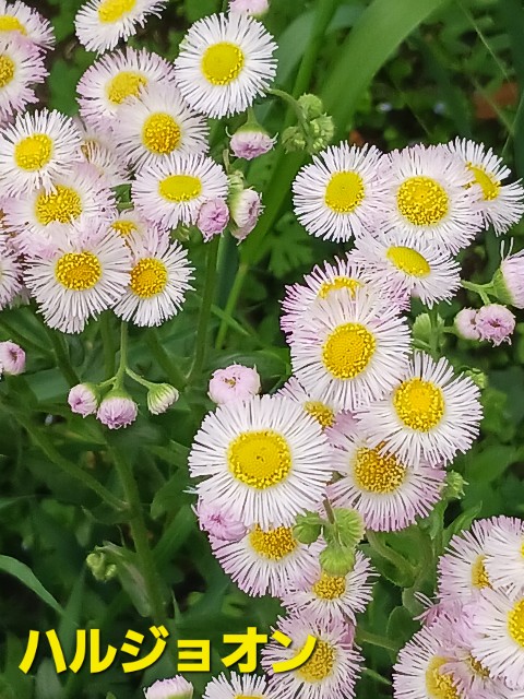 f:id:psa3103:20250412233859j:image