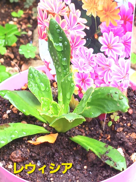 f:id:psa3103:20250512013905j:image