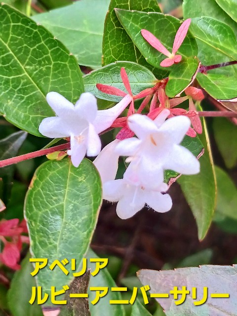 f:id:psa3103:20250624194837j:image