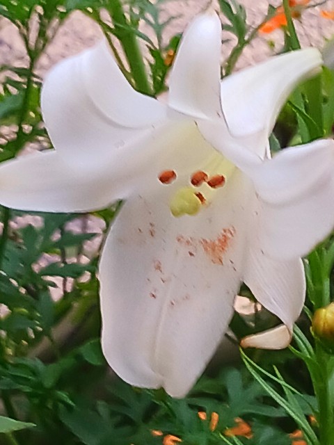 f:id:psa3103:20250815223104j:image