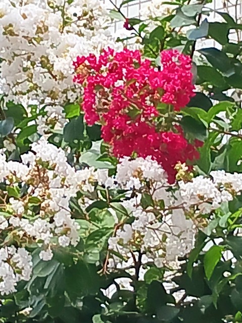 f:id:psa3103:20250817114351j:image