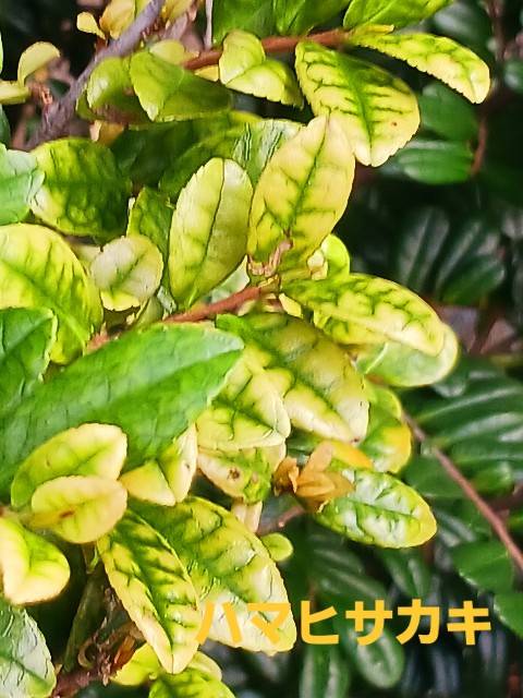 f:id:psa3103:20250910025949j:image