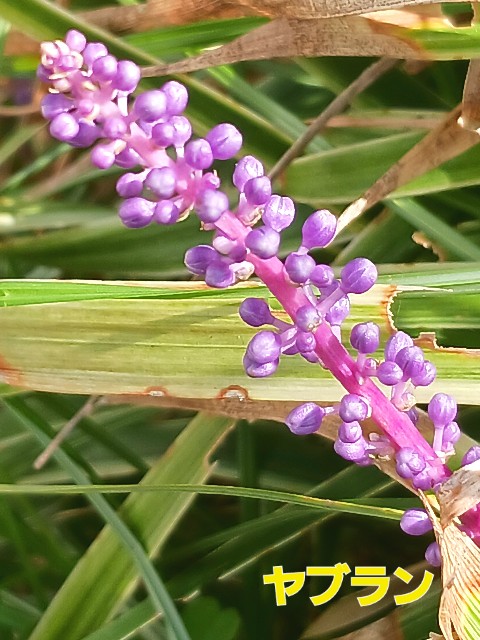 f:id:psa3103:20250928183856j:image