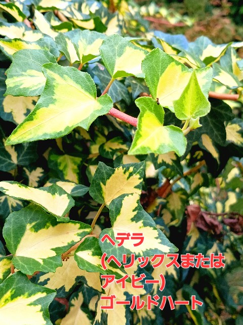 f:id:psa3103:20251003193049j:image