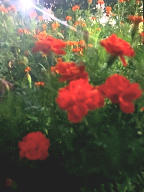 f:id:psa3103:20251018065234j:image