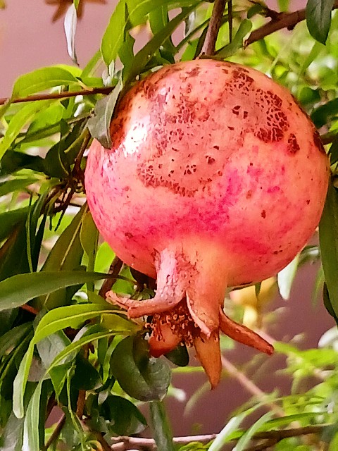 f:id:psa3103:20251103051642j:image